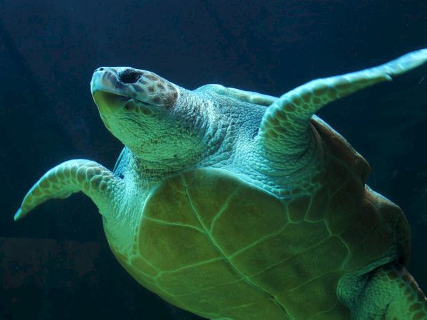 A green sea turtle swimming underwater, fins extended as it glides.